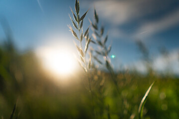 Fototapeta premium field of wheat
