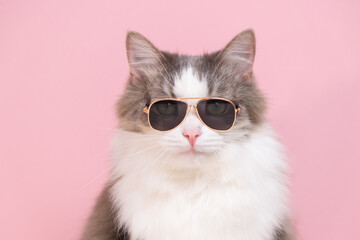 Cute funny cat sitting in sunglasses on a pink background. Animals dressed as people