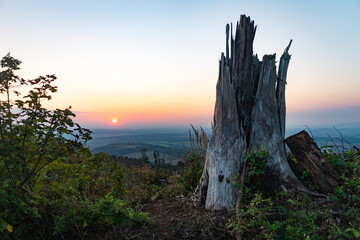 sunrise in the forest
