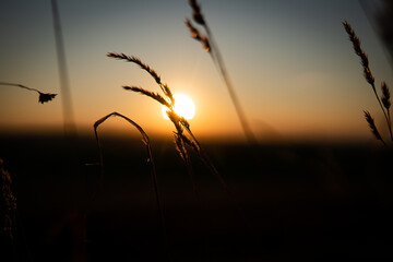 sunset over the field