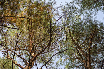 Fototapeta premium Spring pines against a blue sky.
