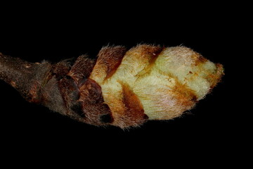 Wych Elm (Ulmus glabra). Opening Terminal Leaf Bud Closeup