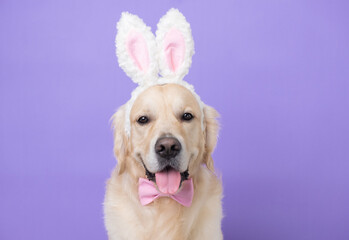 Dog in rabbit costume sitting on a light purple background. Golden Retriever celebrating Easter and...