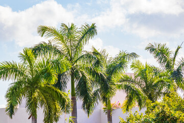 Tropical palm trees with cloudy sky Playa del Carmen Mexico.
