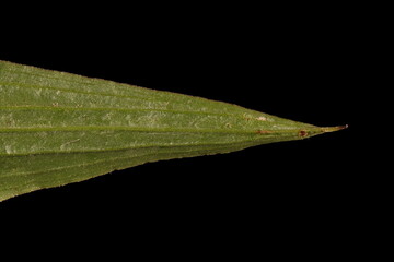 Viper's Grass (Scorzonera humilis). Leaf Apex Closeup