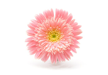 Soft focus pink gerbera flower on white horizontal copy space background.