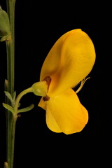 Common Broom (Cytisus scoparius). Flower Closeup