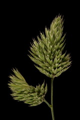 Cock’s-Foot (Dactylis glomerata). Inflorescence Detail Closeup