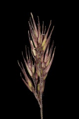 Wood Smallreed (Calamagrostis epigejos). Inflorescence Detail Closeup