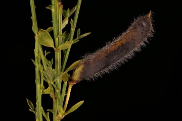 Common Broom (Cytisus scoparius). Mature Fruit Closeup