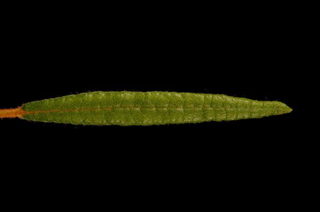 Marsh Labrador Tea (Rhododendron tomentosum). Leaf Closeup