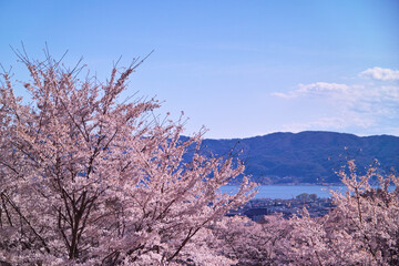 桜と湖と山(長野県)