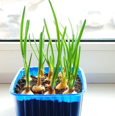 Green young onion growing on the window sill close up. The concept of healthy organic food at home. Home plant.