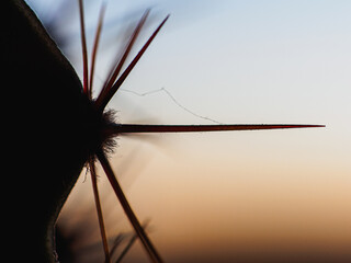 beautiful colored needles of a cactus close-up. Horizontal orientation. In the light of the sunset