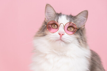 Cute funny cat sitting in sunglasses on a pink background. Animals dressed as people