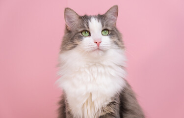 Cute gray cat sitting on a pink background. Monochrome background with space for text