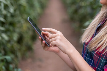 Smart agriculture Agricultural technology and organic farming. The woman uses a mobile phone with innovative technology and studies the development of tomato varieties in the greenhouse.