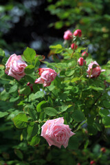 flowers of various colors
