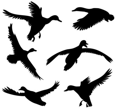 ducks silhouette set ,on white background, vector
