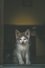 little kitty cat pet portrait