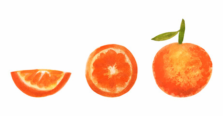 Watercolor orange fruit set. Sliced exotic citrus isolated icon. Textured mandarine or clementine painting.