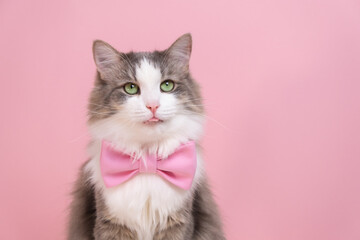 Fototapeta na wymiar Cute gray cat sitting in a bow tie on a pink background. Monochrome background with space for text. Postcard with a cat for Valentine's Day, Spring, Women's Day