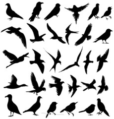 birds set silhouette ,on white background, vector