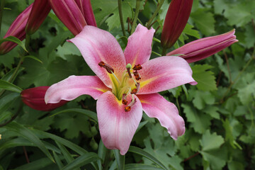pink lily and buds on a background of grape foliage