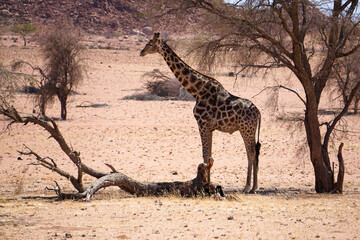 Single giraffe standing between trees in the dessert