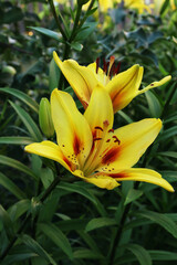 yellow-red lilies blooming in the summer garden