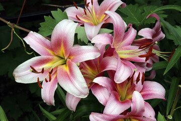 bright pink lilies on a dark foliage background