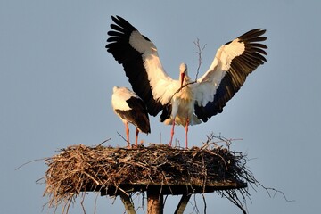 Nestbau bei den Weißstörchen (Ciconia ciconia).