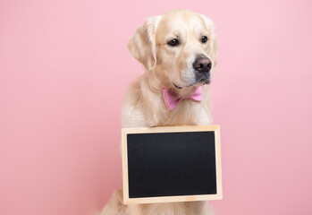The dog is holding a black sign with room for text. A golden retriever sits on a pink background...