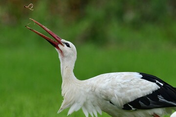 Ein Weißstorch (Ciconia ciconia) wrft einen Regenwurm in die Luft, um ihn dann zu verschlingen.