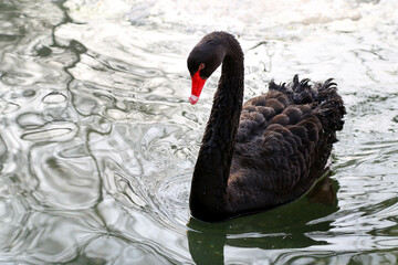black swan on the lake