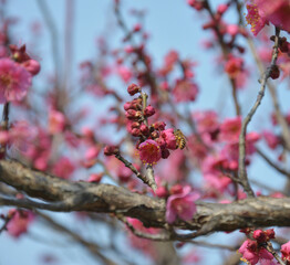 red pink plum blossoms with a bee on the petal on the branch in sunny day