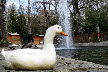 white goose in the park