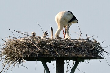 Weißstorch (Ciconia ciconia) versorgt seine Jaungen auf dem Nest.