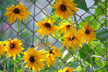 Yellow sunlit chamomile flowers blooming on chain link fence wall on summer flowerbed in green...