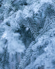 Closeup on fir covered in frost