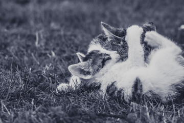 happy family, cat mother playing with kitty pet babies
