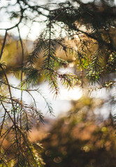 Closeup on small branch with light behind it