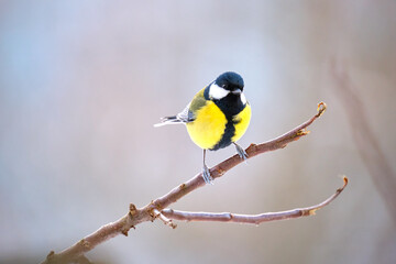 Fototapeta premium Yellow wild tit bird perching on tree branch on cold winter day