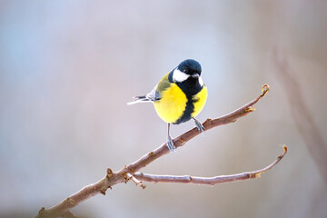 Yellow wild tit bird perching on tree branch on cold winter day