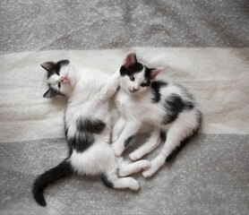 Fototapeta premium two funny black and white kittens lie next to each other on a soft blanket, top view. Comfortable life for pets. Tenderness