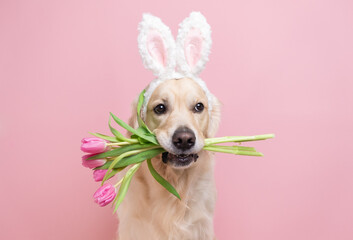 Dog in Easter bunny costume with tulips. A golden retriever with pink bunny ears and spring flowers...