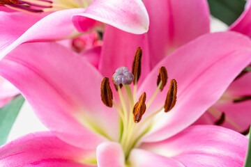 Obraz na płótnie Canvas lily, pink lily, bouquet of flowers