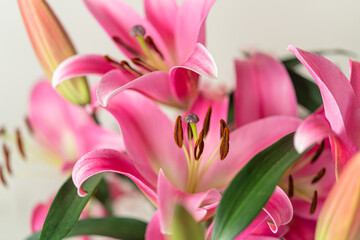 Fototapeta premium lily, pink lily, bouquet of flowers