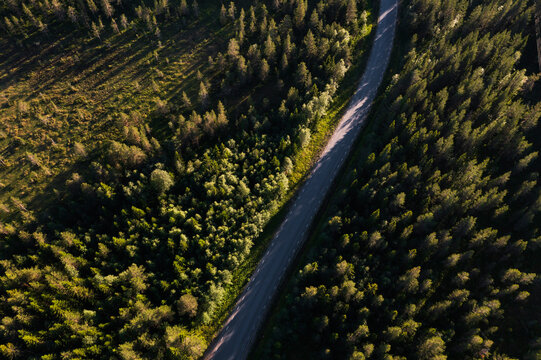 Country road going through forest