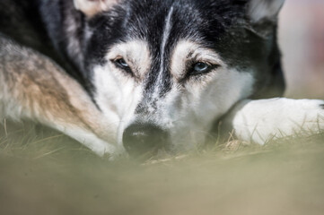 Drei beiniger Husky in Topform 